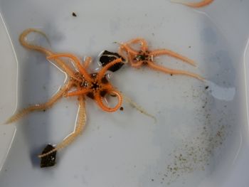 Media type: image;   Invertebrate Zoology 139694